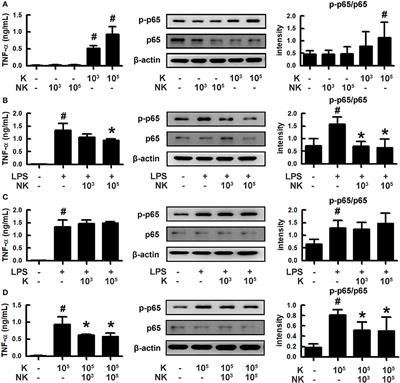 Interplay Between Human Gut Bacteria Escherichia coli and Lactobacillus mucosae in the Occurrence of Neuropsychiatric Disorders in Mice